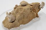 Miniature Fossil Cluster (Ammonites, Brachiopods) - France #195515-1